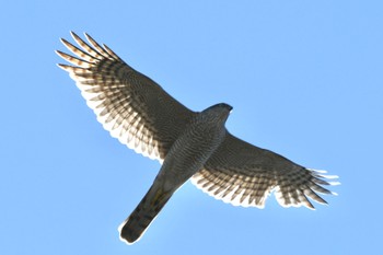 Eurasian Sparrowhawk どっかその辺 Mon, 2/26/2024