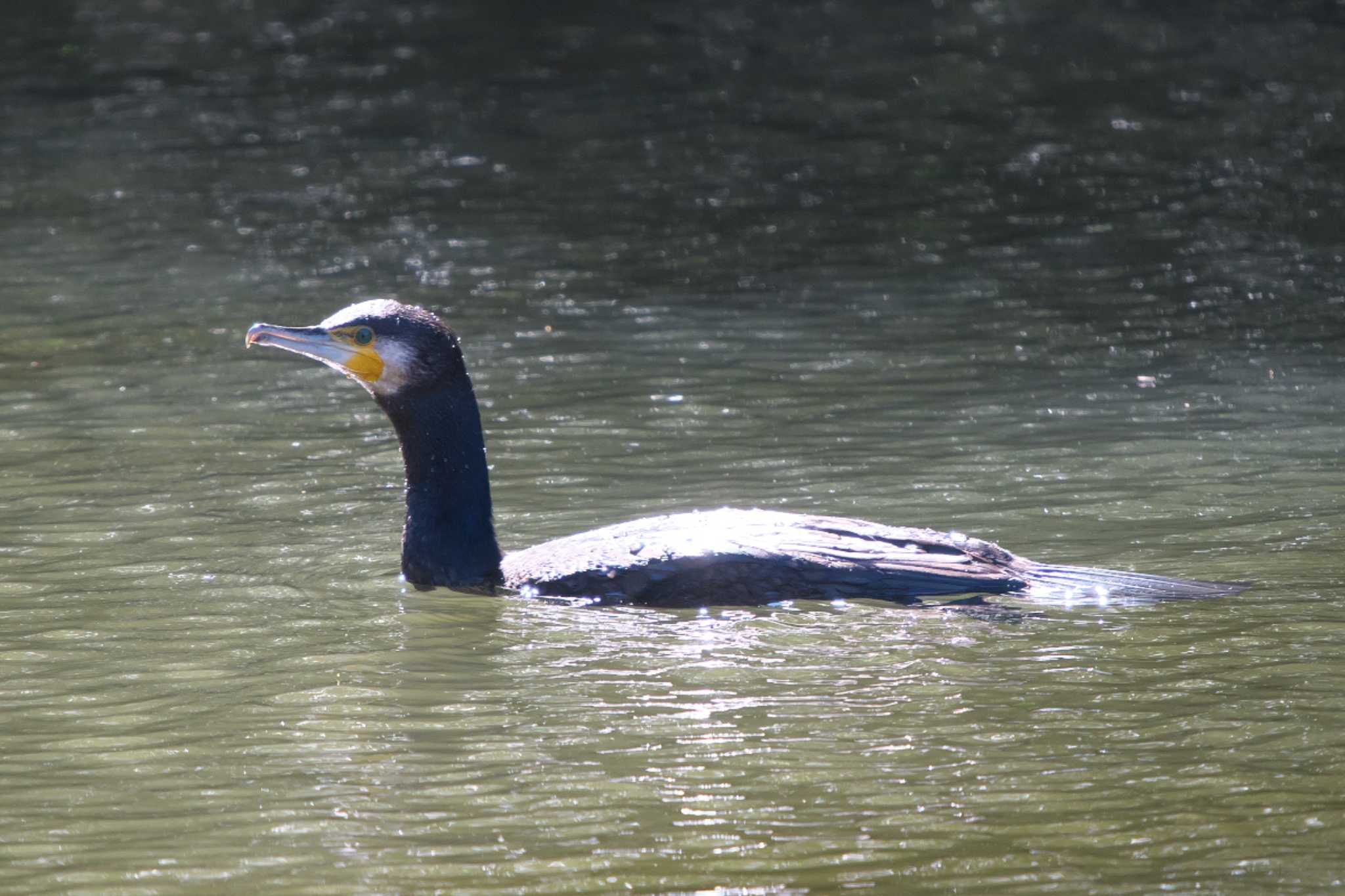 Photo of Great Cormorant at 瀬上市民の森 by Y. Watanabe