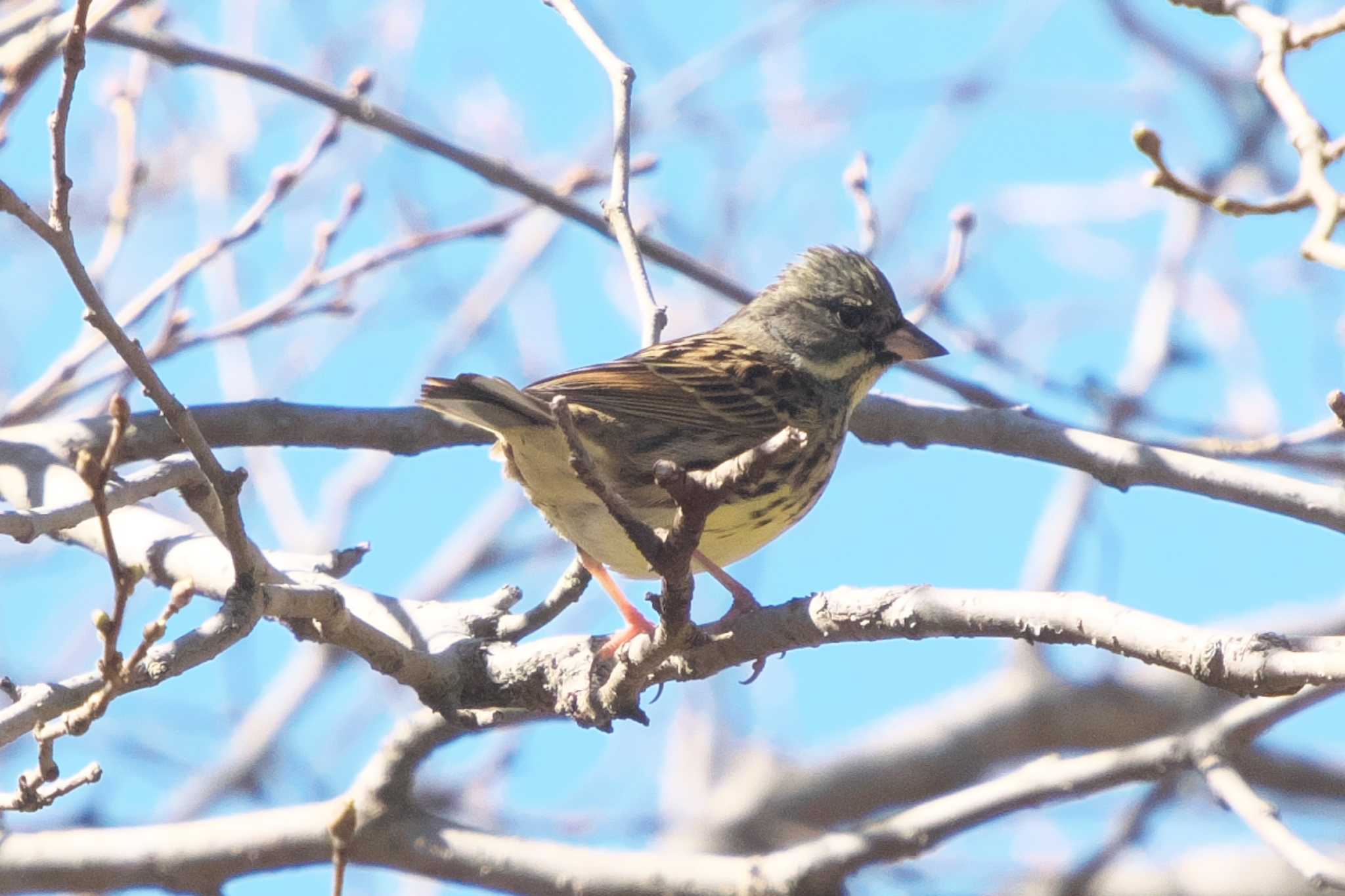 Photo of Masked Bunting at 瀬上市民の森 by Y. Watanabe