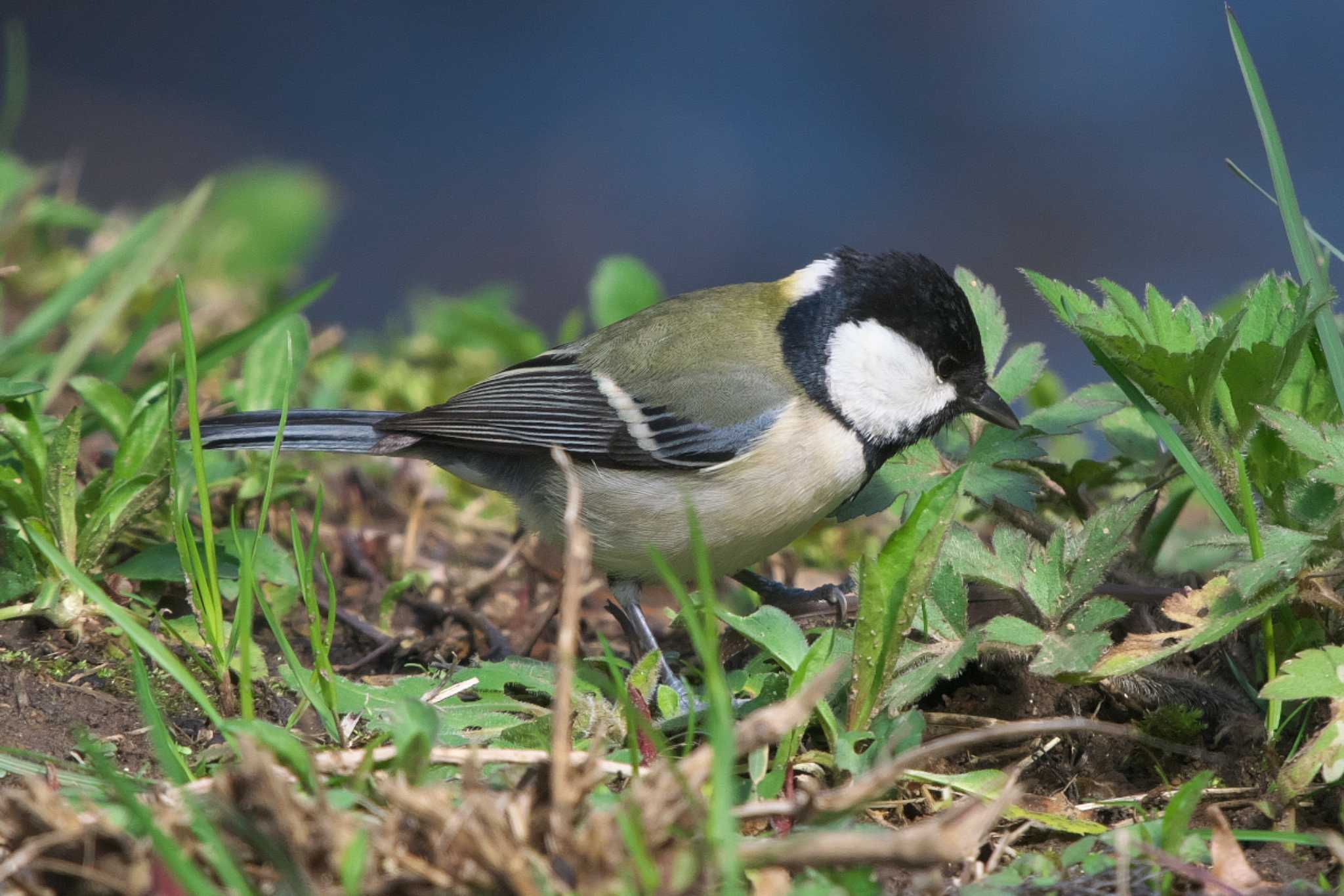 Photo of Japanese Tit at 瀬上市民の森 by Y. Watanabe