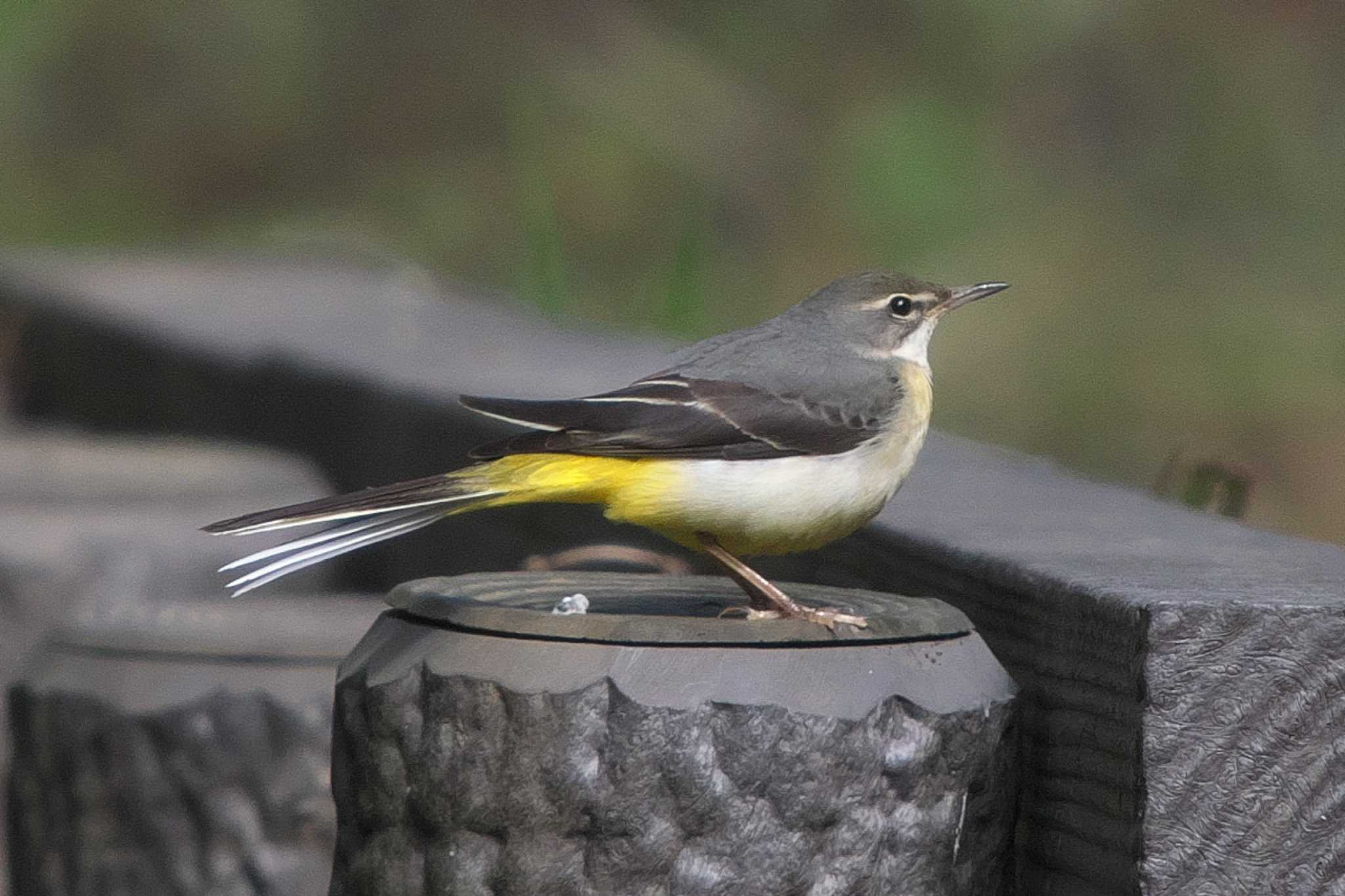 Grey Wagtail