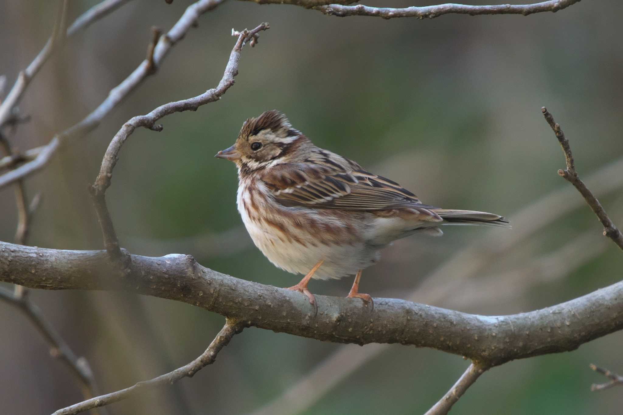 Photo of Rustic Bunting at 瀬上市民の森 by Y. Watanabe