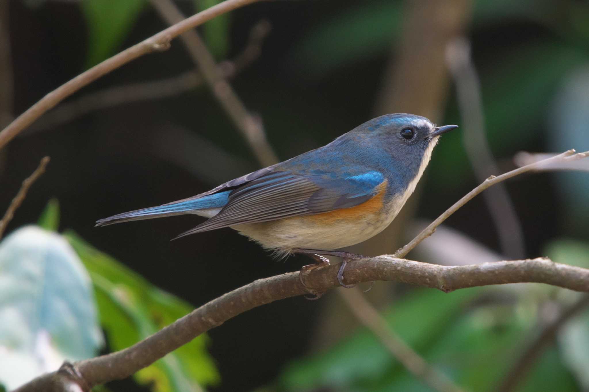 Photo of Red-flanked Bluetail at 瀬上市民の森 by Y. Watanabe