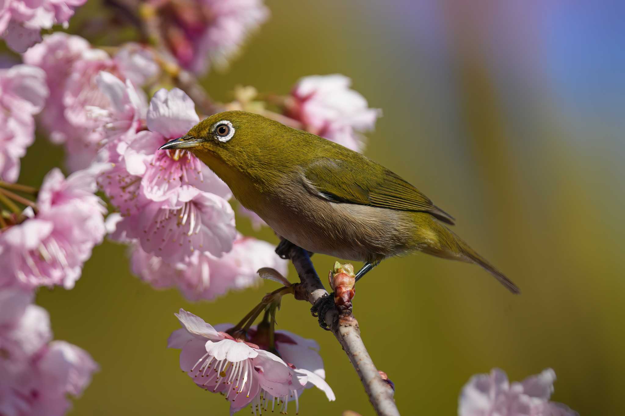 サクジロー🌸×🐦 by トランキーロ