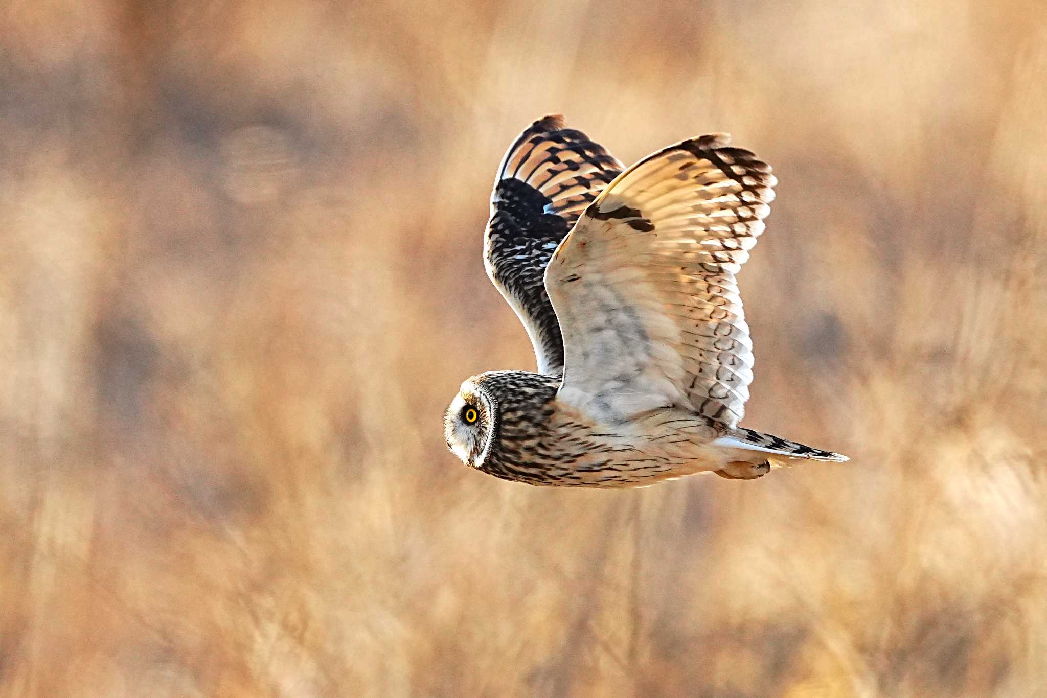 埼玉県 コミミズクの写真 by 川４