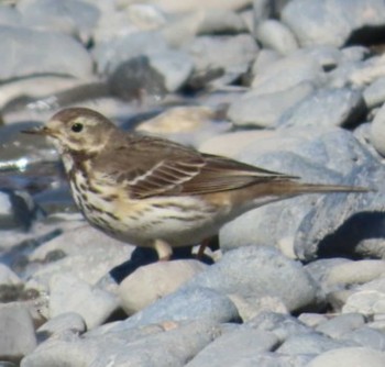 Water Pipit 安倍川河口 Mon, 2/26/2024