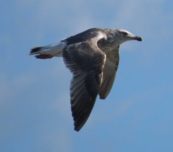 Black-tailed Gull 安倍川河口 Mon, 2/26/2024