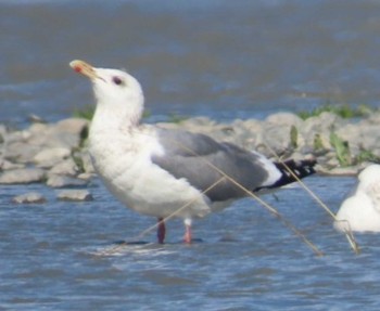 Slaty-backed Gull 安倍川河口 Mon, 2/26/2024