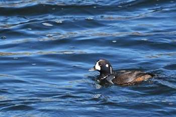 Harlequin Duck 多摩川 Mon, 2/26/2024