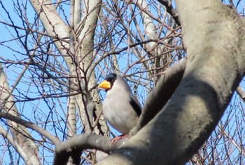 Japanese Grosbeak Musashino-no-mori Park Sat, 2/24/2024