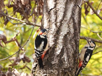 Great Spotted Woodpecker 偕楽園 Sat, 2/24/2024