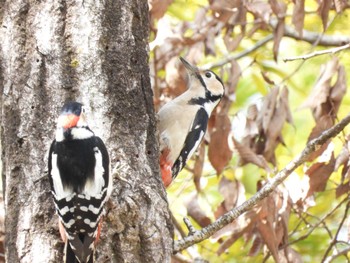 Great Spotted Woodpecker 偕楽園 Sat, 2/24/2024