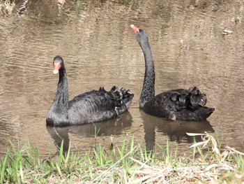 Black Swan 偕楽園 Sat, 2/24/2024