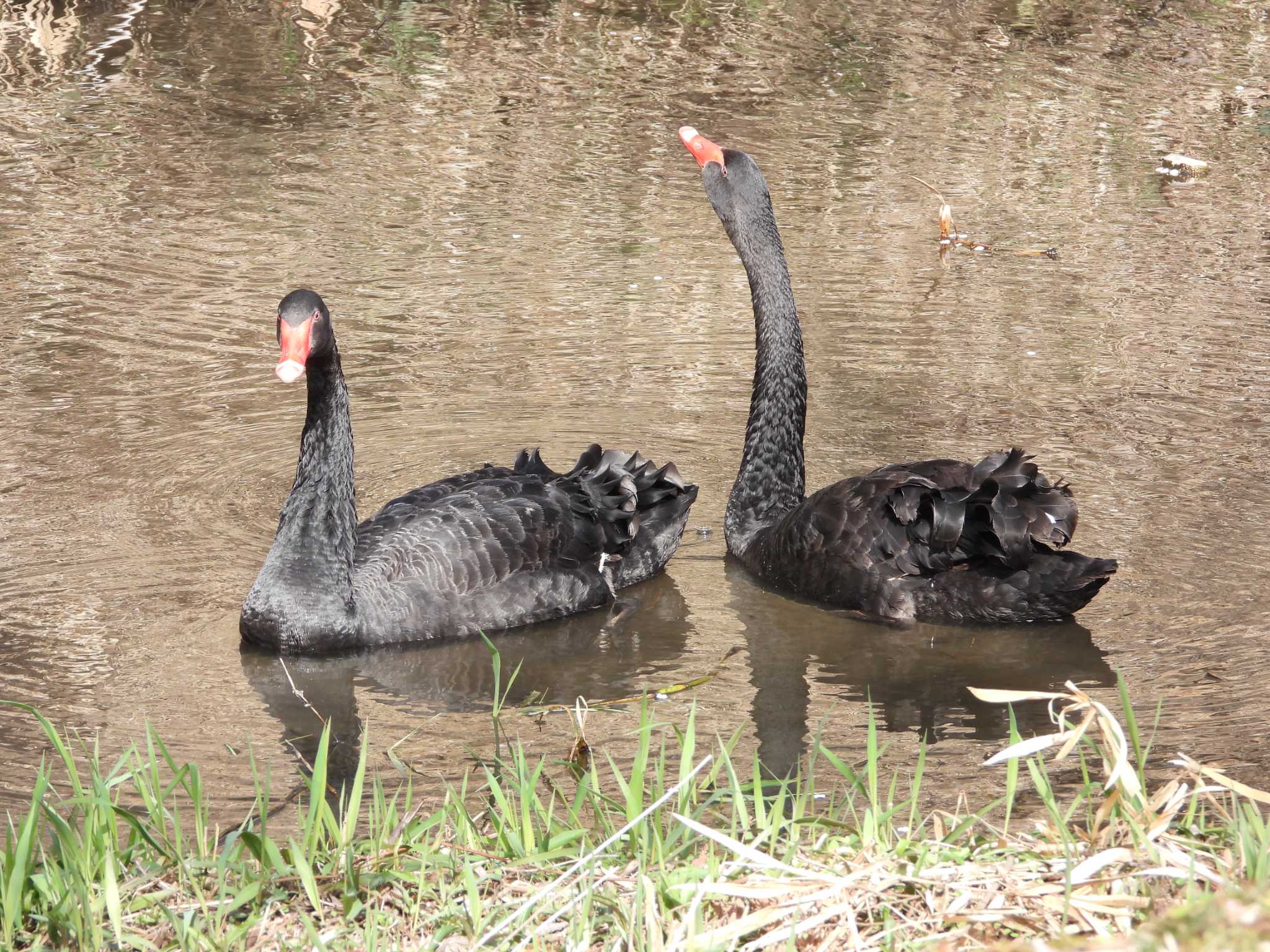 Black Swan