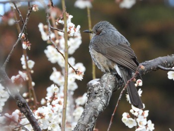 Brown-eared Bulbul 偕楽園 Sat, 2/24/2024