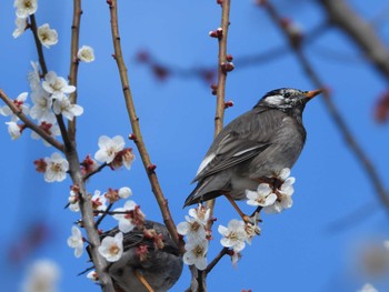 White-cheeked Starling 偕楽園 Sat, 2/24/2024