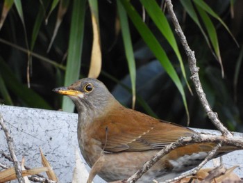 Pale Thrush 偕楽園 Sat, 2/24/2024