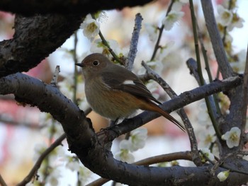 Daurian Redstart 偕楽園 Sat, 2/24/2024