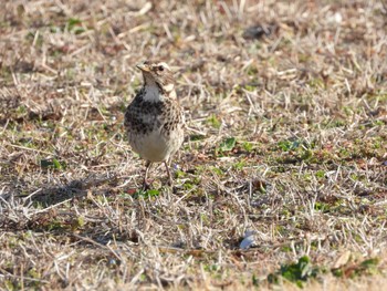 Dusky Thrush 偕楽園 Sat, 2/24/2024