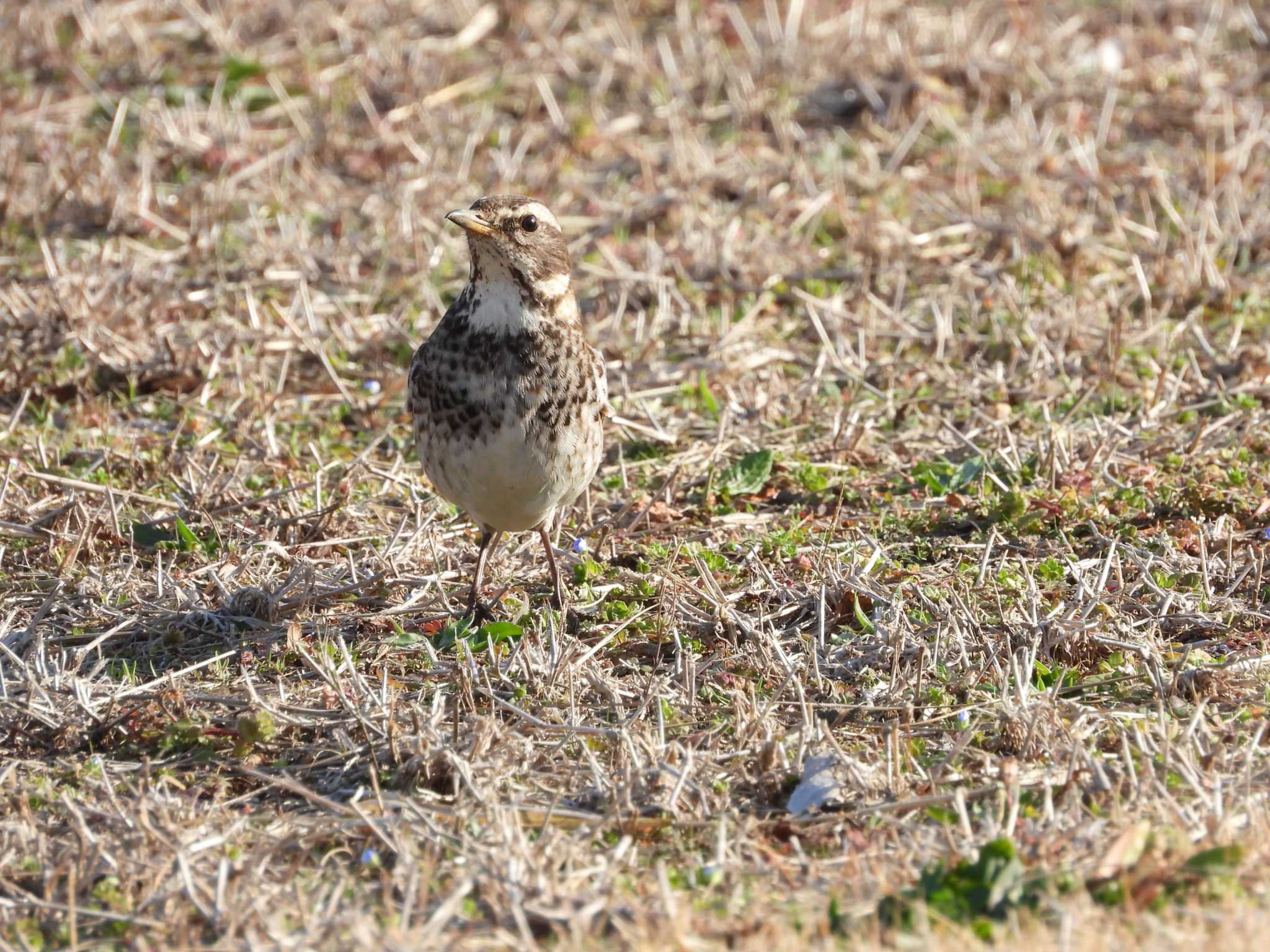 Dusky Thrush