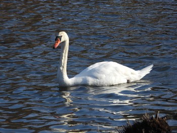 Mute Swan 偕楽園 Sat, 2/24/2024