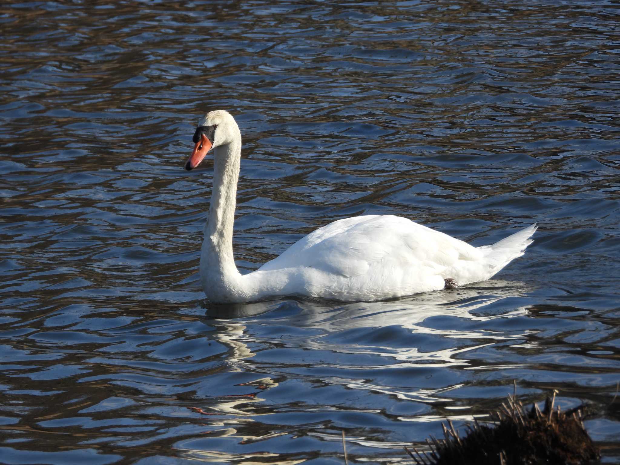 Mute Swan