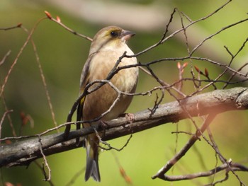 Grey-capped Greenfinch 偕楽園 Sat, 2/24/2024