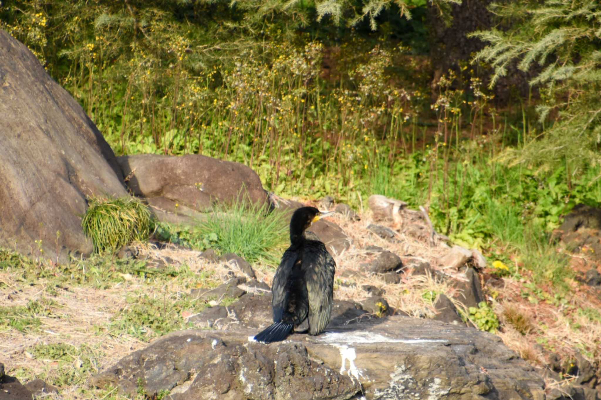 Photo of Great Cormorant at Shinjuku Gyoen National Garden by kengo-low