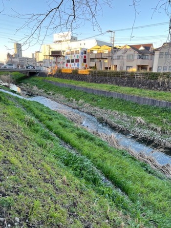 ダイサギ 笹目川 2024年2月26日(月)