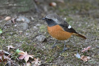 ジョウビタキ 群馬の森 2023年12月28日(木)