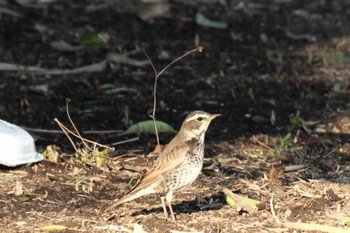 ツグミ 行徳野鳥観察舎付近 2024年2月10日(土)