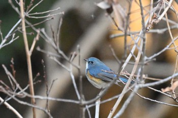 Red-flanked Bluetail 高崎自然の森 Fri, 12/29/2023