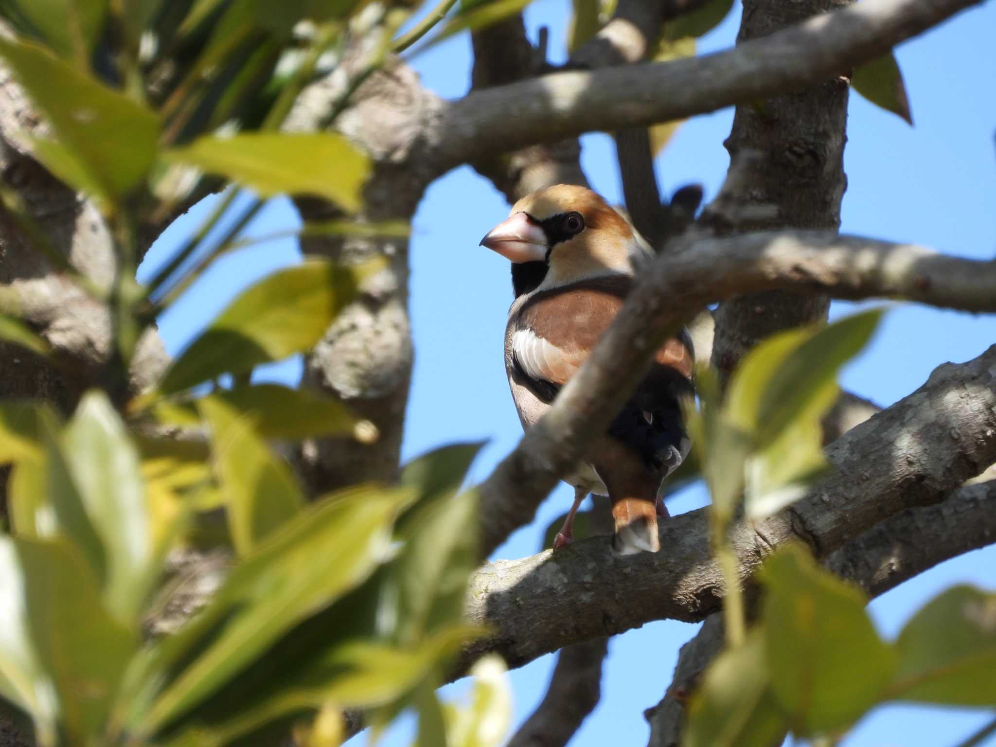 Hawfinch