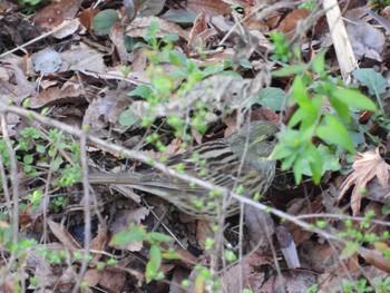 Masked Bunting 偕楽園 Sat, 2/24/2024