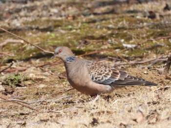 Oriental Turtle Dove 偕楽園 Sat, 2/24/2024