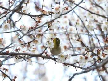 Warbling White-eye 偕楽園 Sat, 2/24/2024