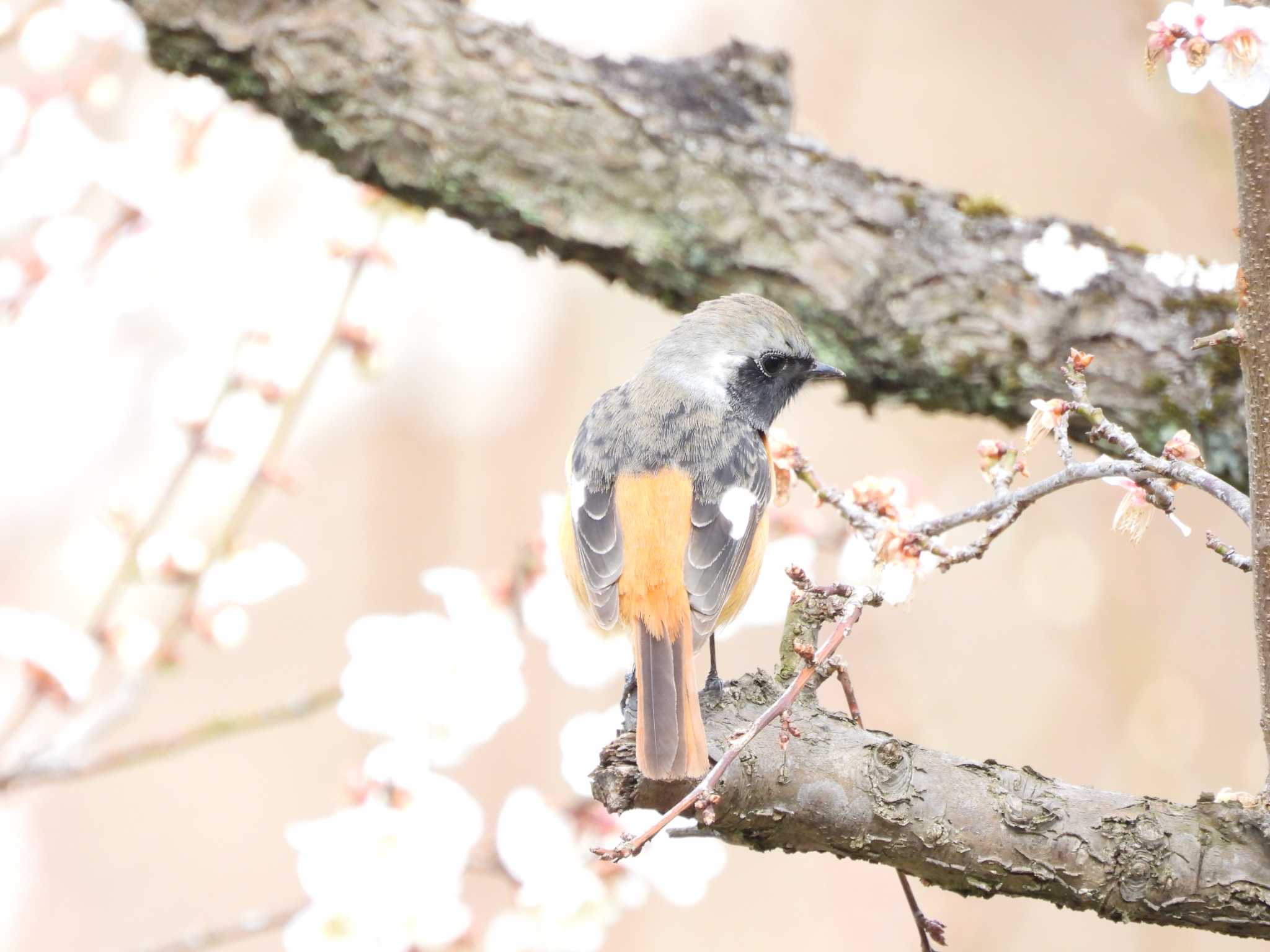 Daurian Redstart