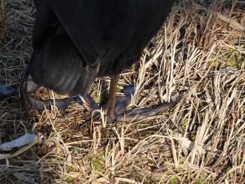 Eurasian Coot 偕楽園 Sat, 2/24/2024