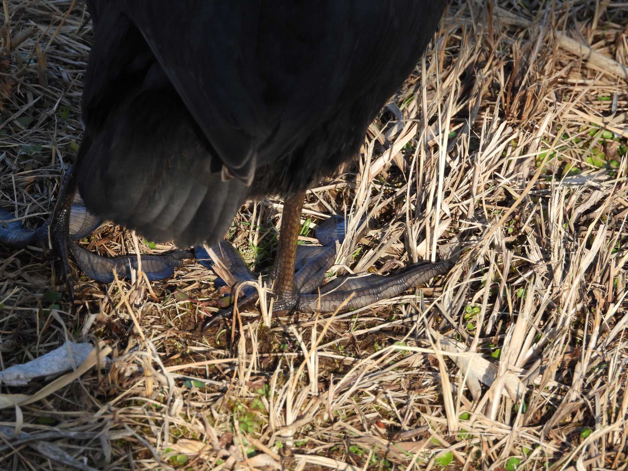 Eurasian Coot