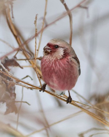 Siberian Long-tailed Rosefinch 岡谷林道 Fri, 2/23/2024