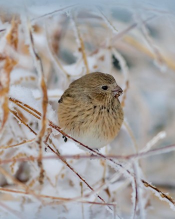 Siberian Long-tailed Rosefinch 岡谷林道 Fri, 2/23/2024