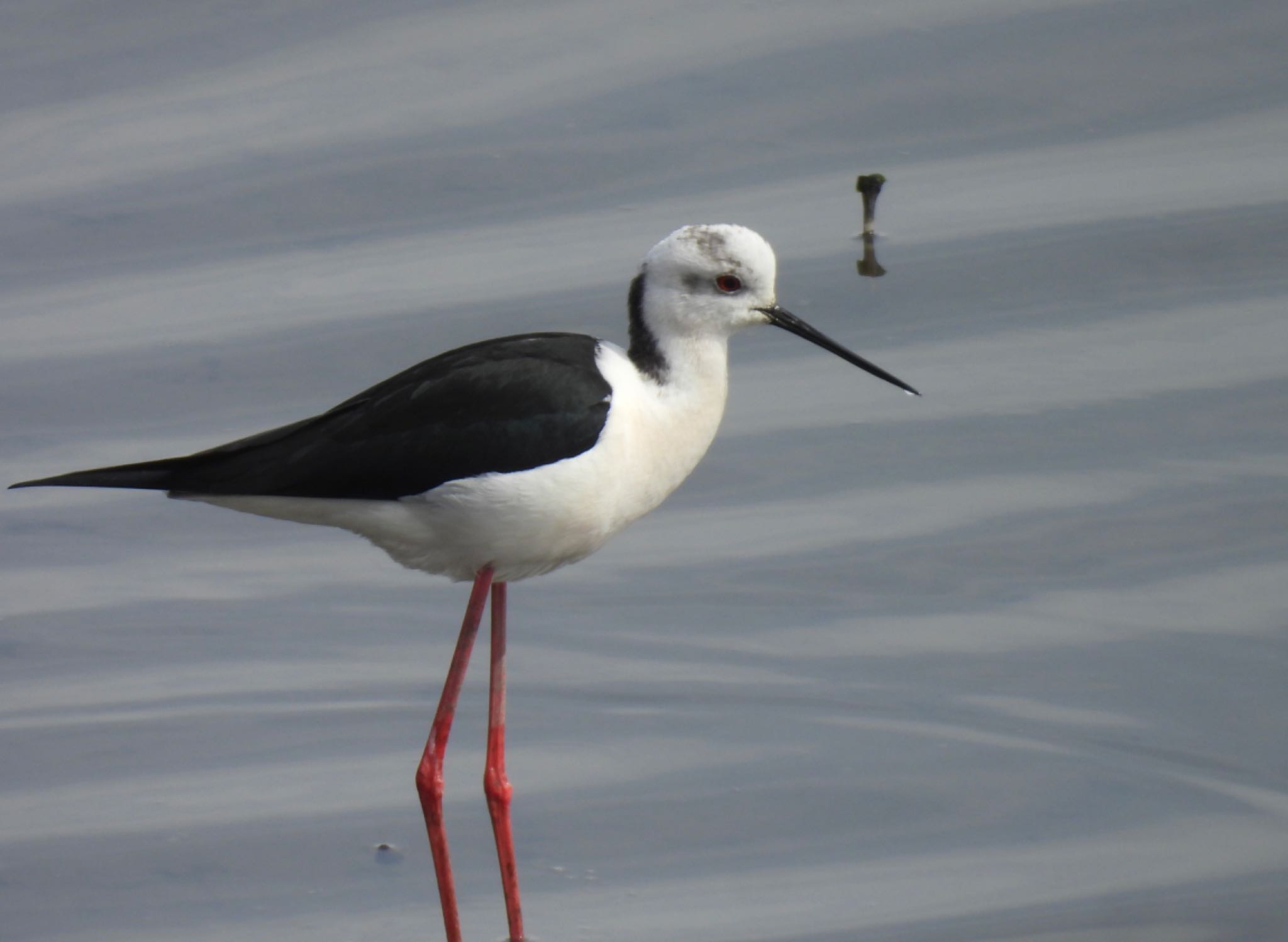 Photo of Black-winged Stilt at 土留木川河口(東海市) by ちか