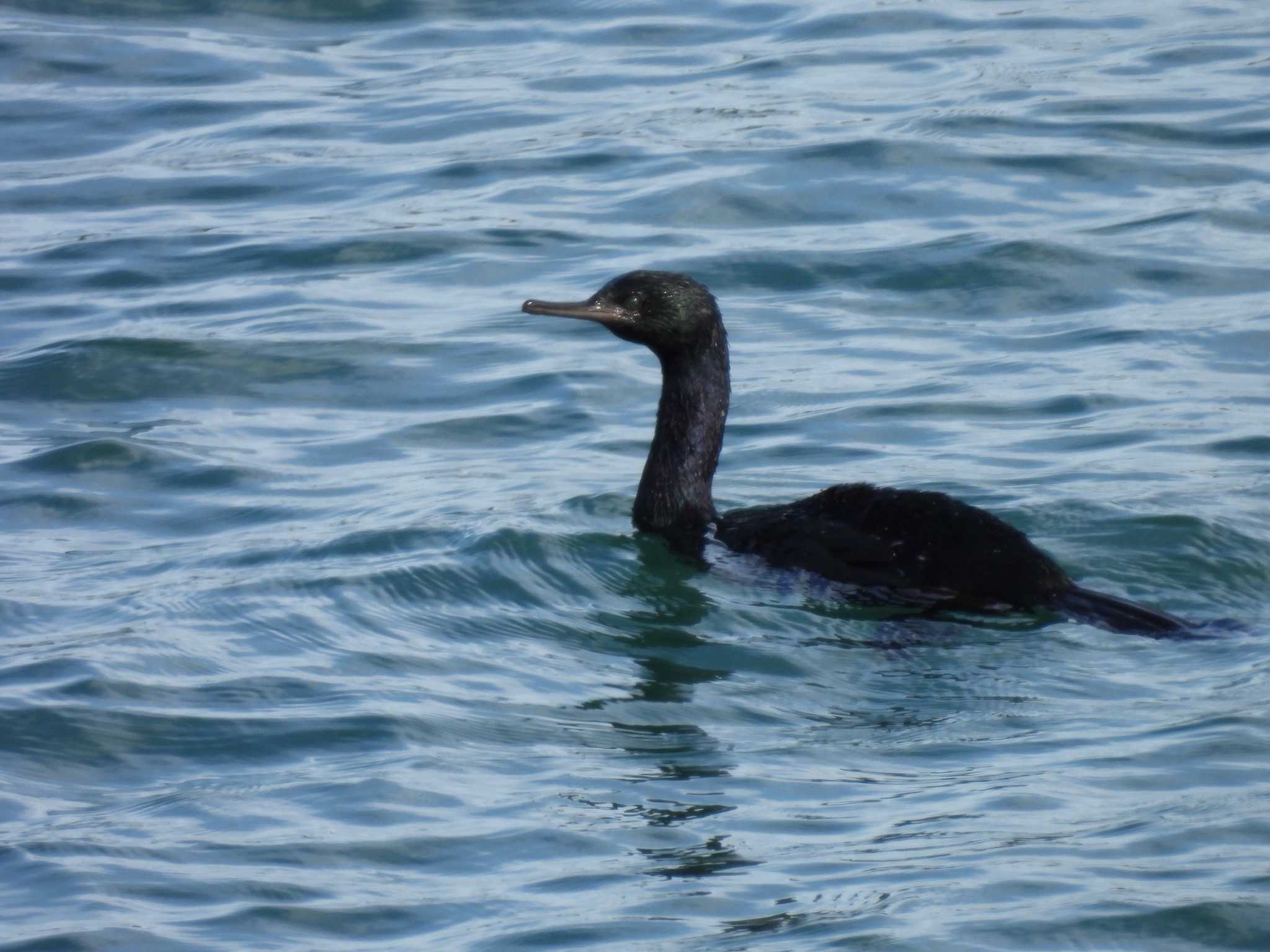 Photo of Pelagic Cormorant at 宮川河口 by aquilla