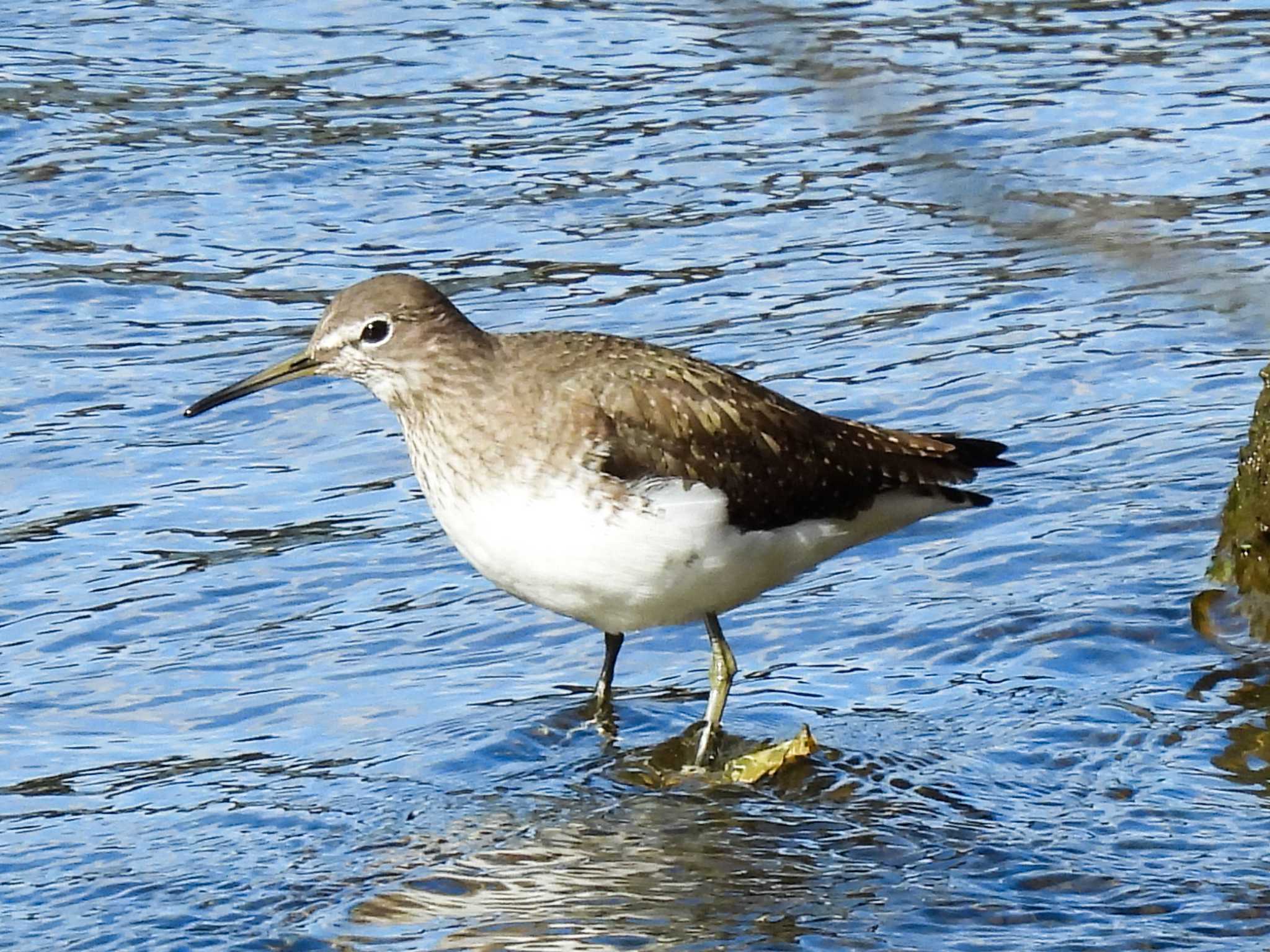  クサシギの写真 by Ibis