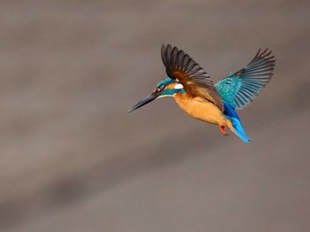 Common Kingfisher さいたま市 Sun, 2/11/2024