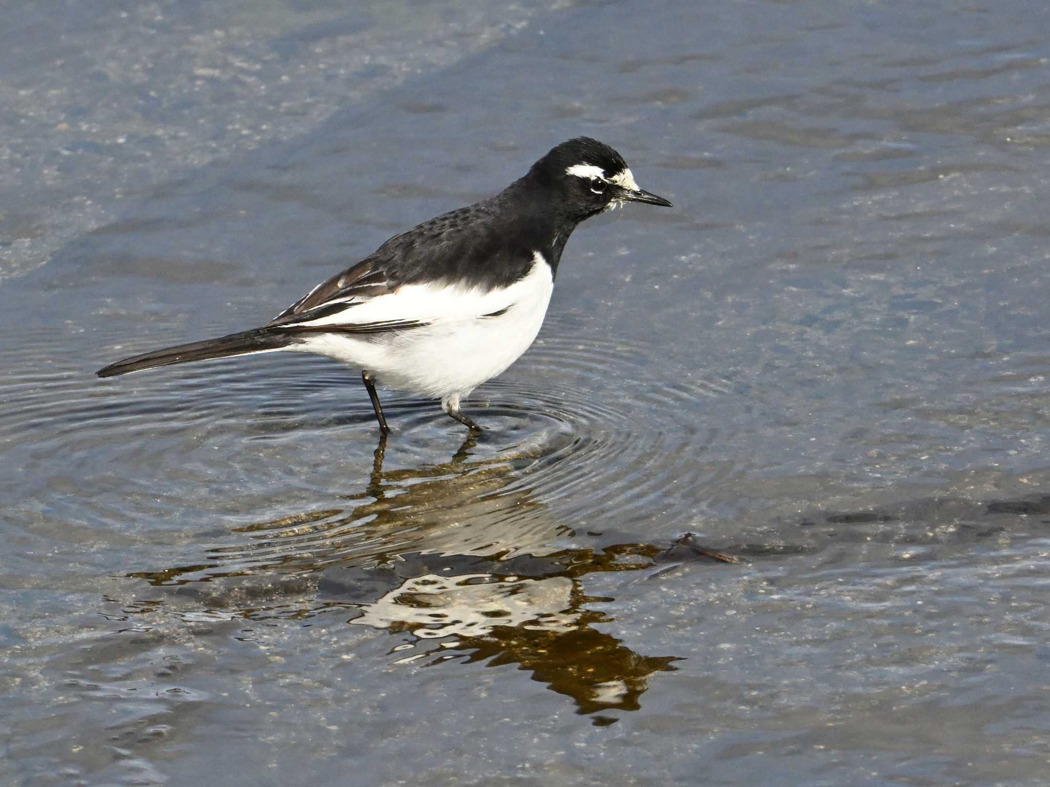 Japanese Wagtail