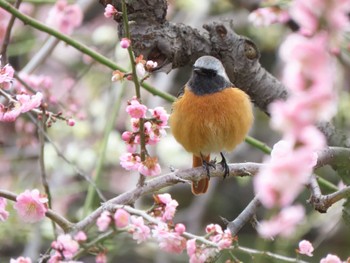 Daurian Redstart Osaka castle park Mon, 2/26/2024