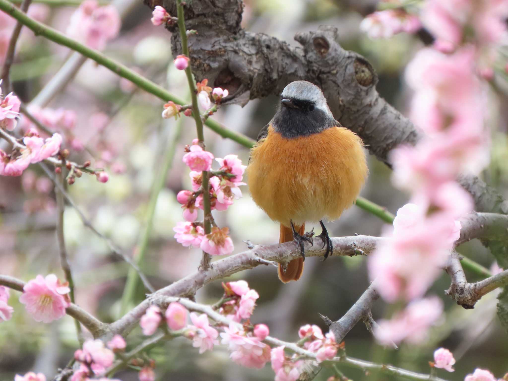 大阪城公園 ジョウビタキの写真 by あなちゃん