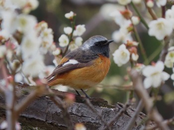 Daurian Redstart Osaka castle park Mon, 2/26/2024