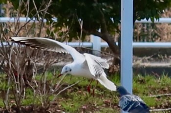 ユリカモメ 海老川 2024年2月26日(月)